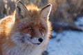 Head of red furry fox in winter in Siberia with brown eyes