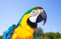 Head of Macaw at nature Royalty Free Stock Photo