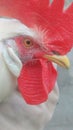 Head red hear indian hen beautiful Royalty Free Stock Photo