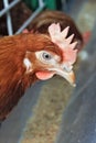 Head red hen Royalty Free Stock Photo