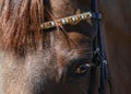 Head of a red horse with a beautiful bridle. Royalty Free Stock Photo