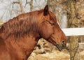 Head of red horse with a white blaze on his head on a background of an autumn forest Royalty Free Stock Photo