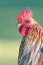 Head of Red Jungle Fowl Royalty Free Stock Photo