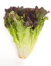 Head of Red Leaf Lettuce on a White Background Royalty Free Stock Photo
