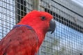 A Head of a red noble parrot in side view, sits on a branch