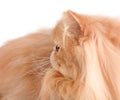 Head of red persian cat Royalty Free Stock Photo