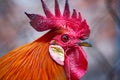 The head of a red rooster. Comb, beak, and eye close up. A very detailed portrait of the animal is made on a macro lens Royalty Free Stock Photo