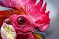 The head of a red rooster. Comb, beak, and eye close up. A very detailed portrait of the animal is made on a macro lens Royalty Free Stock Photo