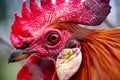 The head of a red rooster. Comb, beak, and eye close up. A very detailed portrait of the animal is made on a macro lens Royalty Free Stock Photo