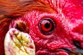 The head of a red rooster. Comb, beak, and eye close up. A very detailed portrait of the animal is made on a macro lens Royalty Free Stock Photo