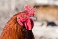 The head of a red rooster with a comb close up Royalty Free Stock Photo