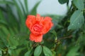 Head of red rose with dew drops,  on green . single beauty flower red rose gold color blossom isolated on green Royalty Free Stock Photo