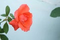 Head of red rose with dew drops,  on white . single beauty flower scarlet red rose gold color blossom isolated on white Royalty Free Stock Photo