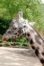 Head of a red-shield giraffe Giraffa from the side camelopardalis Rothschild Royalty Free Stock Photo