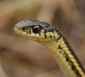 Head of the red sided garter snake Thamnophis sirtalis parietalis.