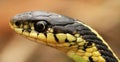 Head of the red sided garter snake Thamnophis sirtalis parietalis.