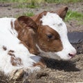 Head of red and white calf in grass Royalty Free Stock Photo