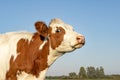 Head of a red and white cow does moo with her head uplifted, blue sky