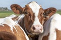 Head of a red and white friendly cow who is standing amidst two other cows, calm and serene and small horns