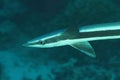 Head of remora fish - Cobia