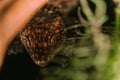 The head of a reptile. Beautiful red-black color. Spotted skin. Red eye