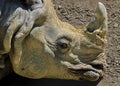 Head of a rhinoceros