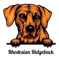 Head Rhodesian Ridgeback - dog breed. Color image of a dogs head isolated on a white background Royalty Free Stock Photo