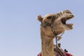 Head of roaring camel against blue sky Royalty Free Stock Photo