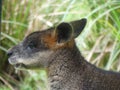 Rock kangaroo head, Healesville, Victoria, Australia