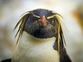 Head of a rockhopper penguin Royalty Free Stock Photo