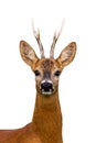 Head of roe deer buck isolated on white Royalty Free Stock Photo