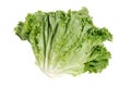 Head of roman leaf lettuce