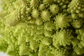 Head of a romanesco cauliflower or romanesque broccoli Brassica Oleracea, Botrytis cultivar. Royalty Free Stock Photo