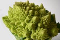 Head of a romanesco cauliflower or romanesque broccoli Brassica Oleracea, Botrytis cultivar.