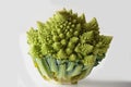 Head of a romanesco cauliflower or romanesque broccoli Brassica Oleracea, Botrytis cultivar. Royalty Free Stock Photo