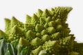 Head of a romanesco cauliflower or romanesque broccoli Brassica Oleracea, Botrytis cultivar.