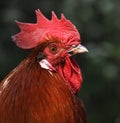 Head of a rooster Gallus gallus domesticus.