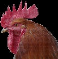 Head of the rooster - mosaic