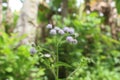 bandotan flower or scientific name Ageratum conyzoides Royalty Free Stock Photo