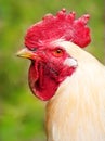 Head of rooster white on a background