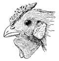 Head of Rose Comb Chicken vintage illustration