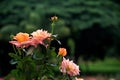 Head of Rose Flower Bush Royalty Free Stock Photo