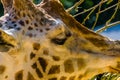 Head of a rothschilds giraffe in closeup, endangered animal specie from Africa