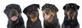 head of rottweilers