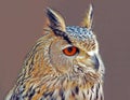 Head of royal owl with orange eye Royalty Free Stock Photo