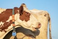 Head of ruminating cow, collar and blue sky