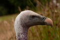 Head of Ruppell's griffon vulture (Gyps fulvus), close-up Royalty Free Stock Photo