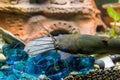 Head of a sackgrass catfish Royalty Free Stock Photo