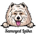 Head Samoyed Laika - dog breed. Color image of a dogs head isolated on a white background