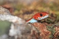 San Francisco garter snake Royalty Free Stock Photo